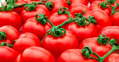 Major Scientific Breakthrough Increases Crop Yields By Using The Plant’s Own Natural Mechanisms
