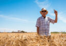 Morocco’s New Durum Wheat Varieties Developed for a Drier Climate