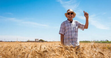 Morocco’s New Durum Wheat Varieties Developed for a Drier Climate