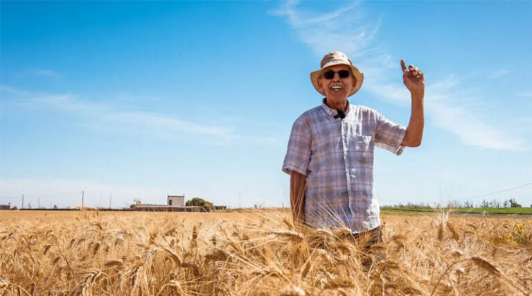 Morocco’s New Durum Wheat Varieties Developed for a Drier Climate