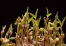 Mungbean Genetics Found to Swing a Following Wheat Crop's Yield by Up to 45%