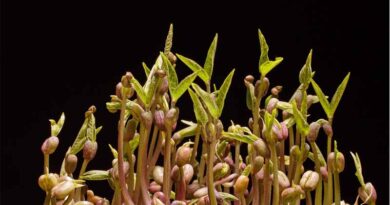 Mungbean Genetics Found to Swing a Following Wheat Crop's Yield by Up to 45%