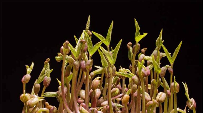 Mungbean Genetics Found to Swing a Following Wheat Crop's Yield by Up to 45%