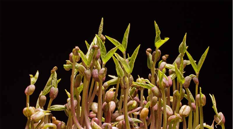 Mungbean Genetics Found to Swing a Following Wheat Crop's Yield by Up to 45%