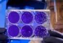 New Diagnostic Test Detects Only Living, Disease-Causing Bacteria in Crops