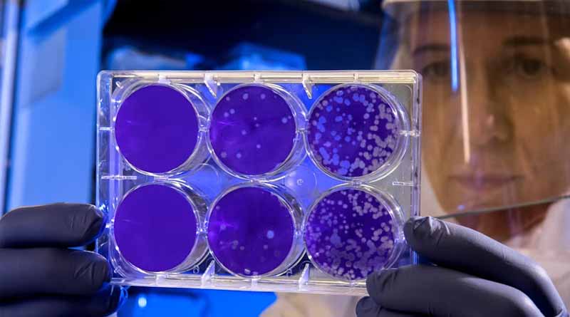 New Diagnostic Test Detects Only Living, Disease-Causing Bacteria in Crops