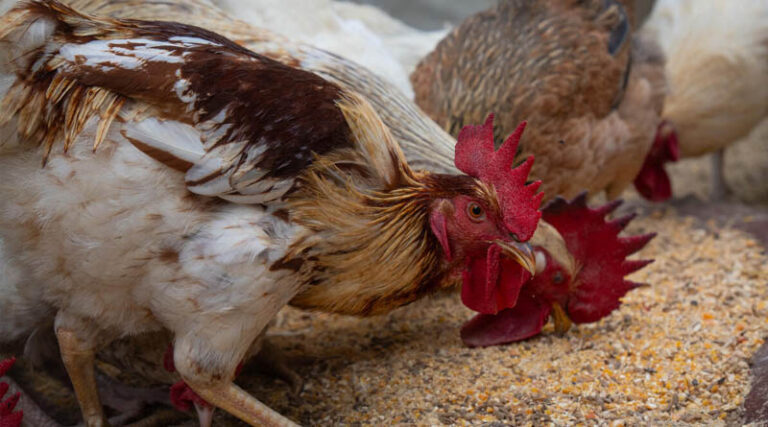 New FAO Report Surveys How Different Livestock Production Systems Can Contribute To Social, Economic And Environmental Sustainability