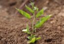 New Molecule Class Fights Drought Without Stunting Plant Growth