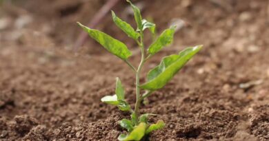 New Molecule Class Fights Drought Without Stunting Plant Growth