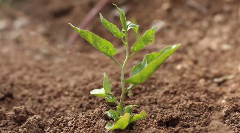 New Molecule Class Fights Drought Without Stunting Plant Growth
