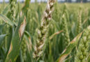 New Rapid Test Detects Wheat Blast in Just 90 Minutes