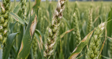 New Rapid Test Detects Wheat Blast in Just 90 Minutes