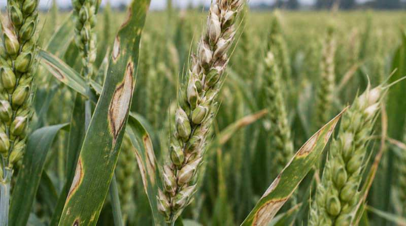 New Rapid Test Detects Wheat Blast in Just 90 Minutes