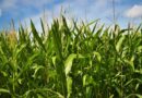 New Seed-Applied Biological Aims to Fix Corn's Ammonia Problem