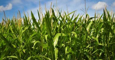 New Seed-Applied Biological Aims to Fix Corn's Ammonia Problem