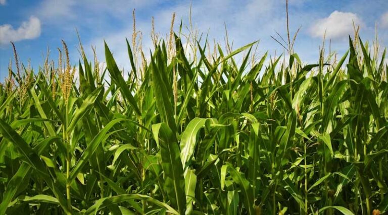 New Seed-Applied Biological Aims to Fix Corn's Ammonia Problem
