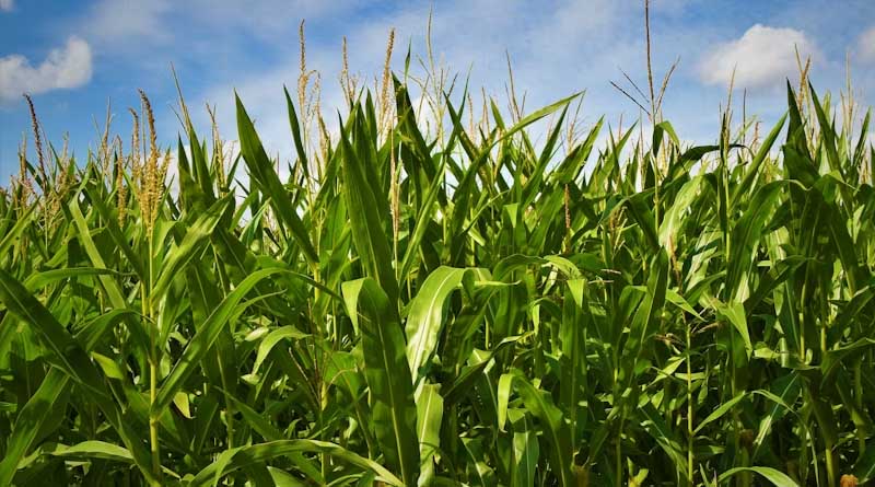 New Seed-Applied Biological Aims to Fix Corn's Ammonia Problem