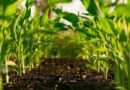 New Soil Test Could Help Farmers Understand How Microbes Unlock Hidden Phosphorus
