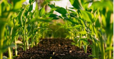 New Soil Test Could Help Farmers Understand How Microbes Unlock Hidden Phosphorus