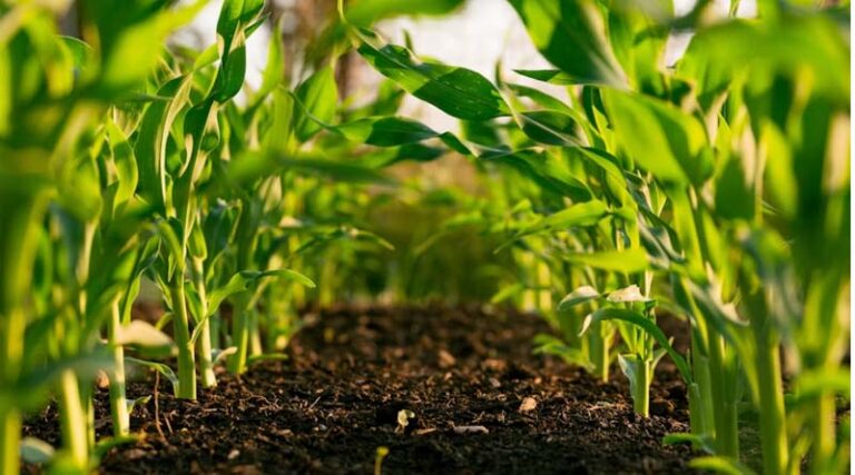 New Soil Test Could Help Farmers Understand How Microbes Unlock Hidden Phosphorus
