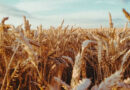 New Wheat Gene Yr88 Explains 86% of Resistance to Stripe Rust