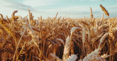 New Wheat Gene Yr88 Explains 86% of Resistance to Stripe Rust