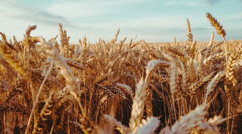 New Wheat Gene Yr88 Explains 86% of Resistance to Stripe Rust