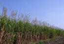 Pakistan Cotton Production Falls as Farmers Shift to Sugarcane