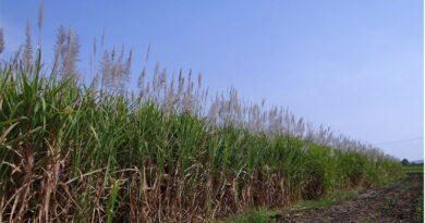 Pakistan Cotton Production Falls as Farmers Shift to Sugarcane