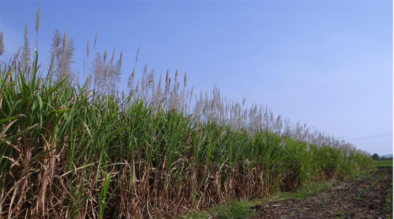 Pakistan Cotton Production Falls as Farmers Shift to Sugarcane