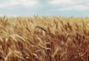 Pakistan Farmers Postpone Islamabad March Over Wheat Support Price