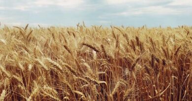 Pakistan Farmers Postpone Islamabad March Over Wheat Support Price