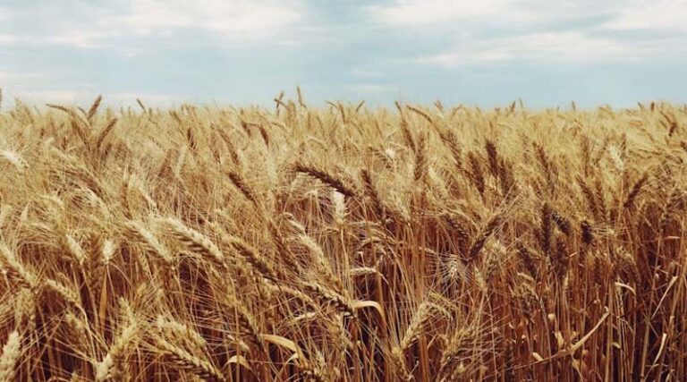 Pakistan Farmers Postpone Islamabad March Over Wheat Support Price