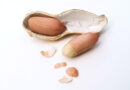 Peanut Pan-Genome Study Uncovers Gene Behind 20% Yield Boost in Dense Planting