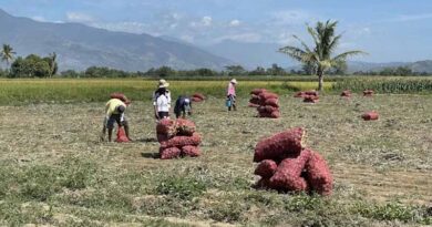 Philippines' El Niño Crop Damage Reaches ₱6.87 Billion