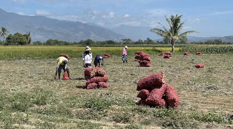 Philippines' El Niño Crop Damage Reaches ₱6.87 Billion