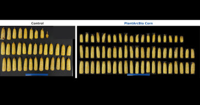 PlantArcBio's Yield Increasing and Drought-Tolerance Genes Deliver Stronger Yields in First Open-Field Corn Trial