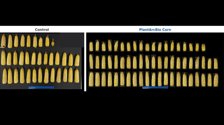 PlantArcBio's Yield Increasing and Drought-Tolerance Genes Deliver Stronger Yields in First Open-Field Corn Trial