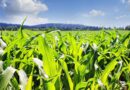 Record September Rain Stalls US Corn Belt Harvest, USDA Data Shows