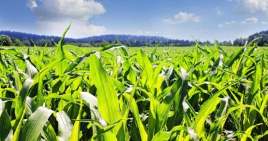 Record September Rain Stalls US Corn Belt Harvest, USDA Data Shows