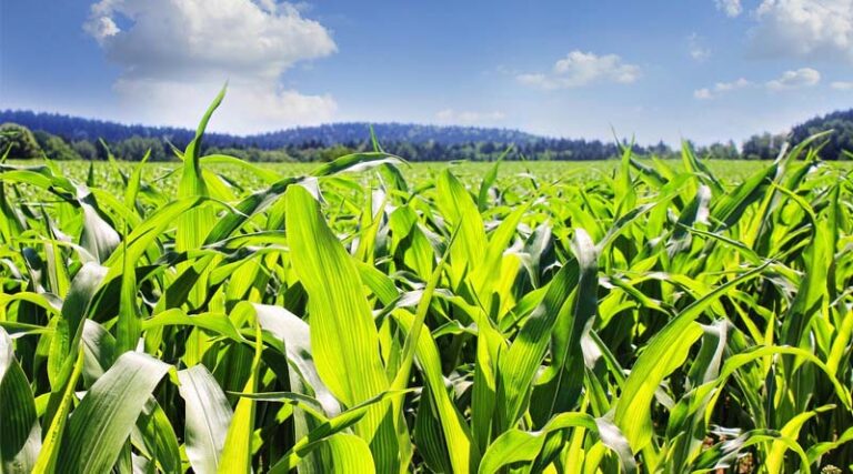 Record September Rain Stalls US Corn Belt Harvest, USDA Data Shows