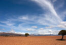 Root Bacterium Lifts Drought Survival to 85% in New Göttingen Study