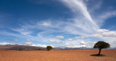 Root Bacterium Lifts Drought Survival to 85% in New Göttingen Study