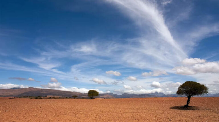Root Bacterium Lifts Drought Survival to 85% in New Göttingen Study