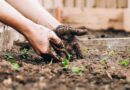 Root Shape and Soil Microbes Work Together to Help Plants Survive Nutrient Stress, Study Finds