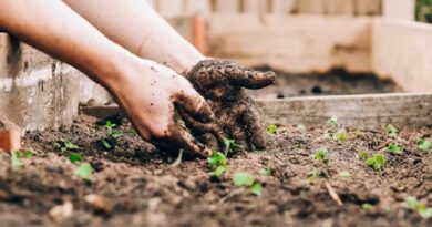 Root Shape and Soil Microbes Work Together to Help Plants Survive Nutrient Stress, Study Finds