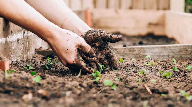 Root Shape and Soil Microbes Work Together to Help Plants Survive Nutrient Stress, Study Finds