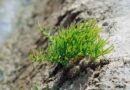 Salt-Loving Plant's Genome Reveals Toolkit for Saline Farmland
