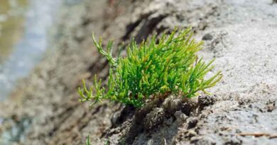 Salt-Loving Plant's Genome Reveals Toolkit for Saline Farmland
