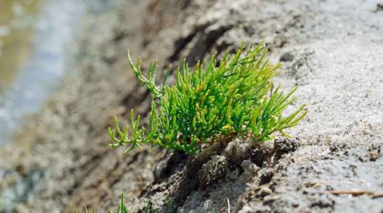 Salt-Loving Plant's Genome Reveals Toolkit for Saline Farmland